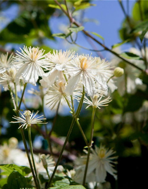 Waldrebe 'Summer Snow'