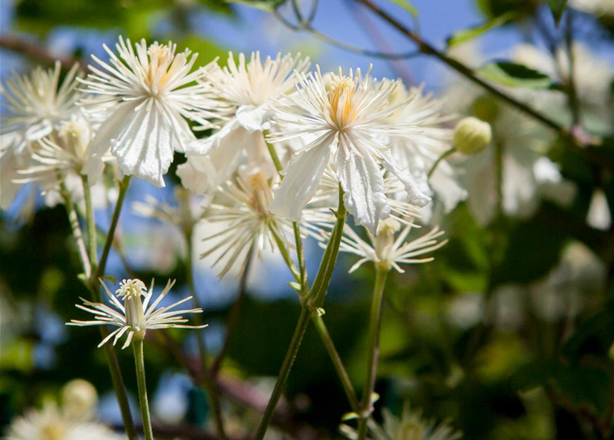 Waldrebe 'Summer Snow'