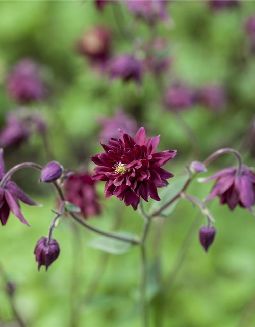 Aquilegia cultorum 'Black Barlow'