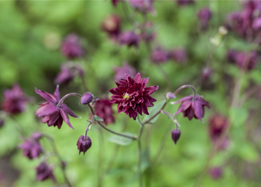 Aquilegia cultorum 'Black Barlow'