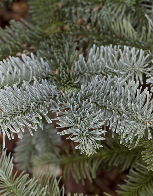 Silbertanne 'Glauca'