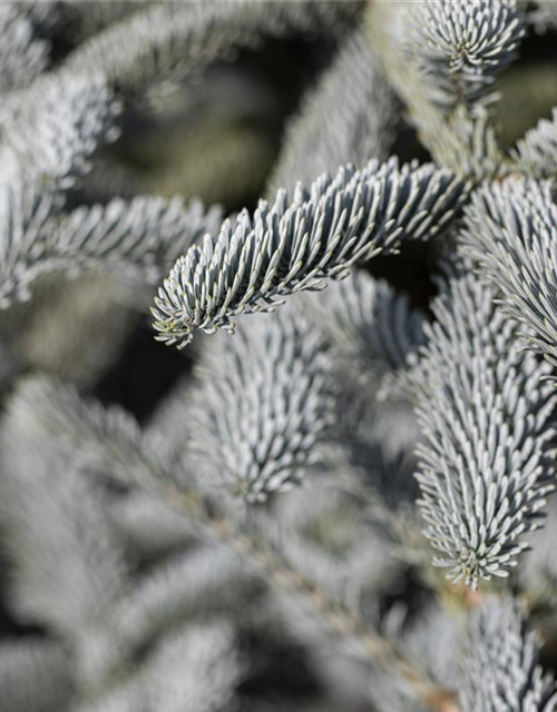 Silbertanne 'Glauca'