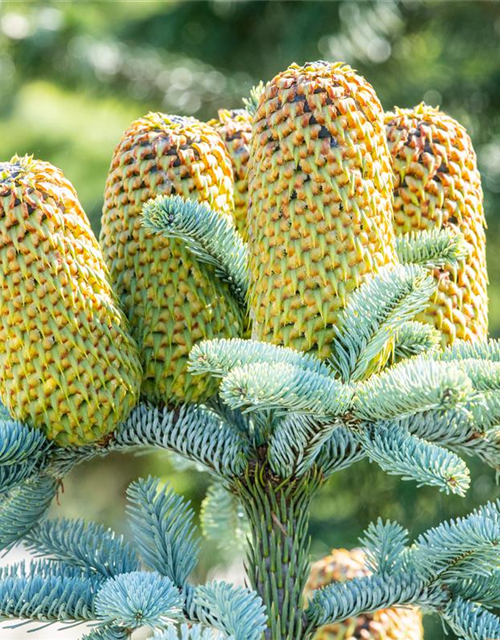 Silbertanne 'Glauca'