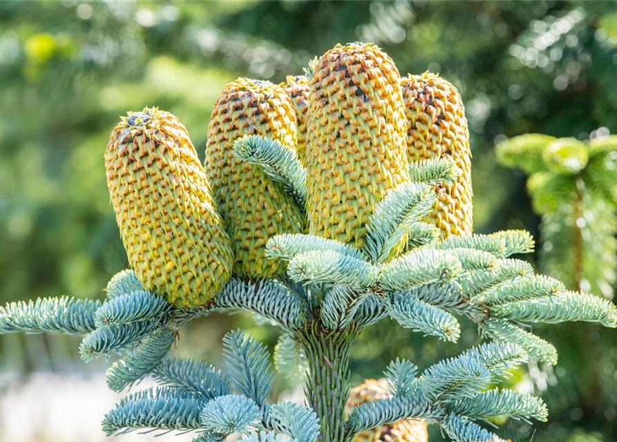 Silbertanne 'Glauca'