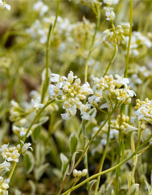 Arabis ferdinandi-coburgii 'Old Gold'