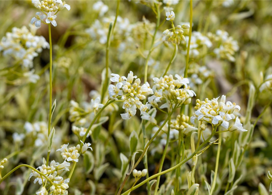 Arabis ferdinandi-coburgii 'Old Gold'