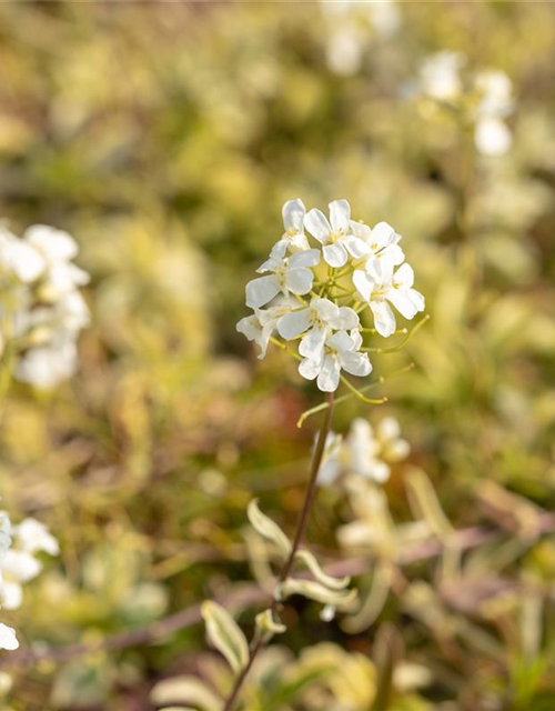 Arabis ferdinandi-coburgii 'Old Gold'