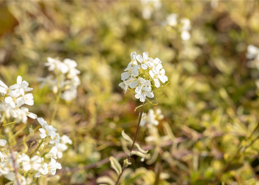 Arabis ferdinandi-coburgii 'Old Gold'