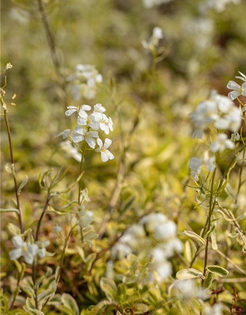 Arabis ferdinandi-coburgii 'Old Gold'