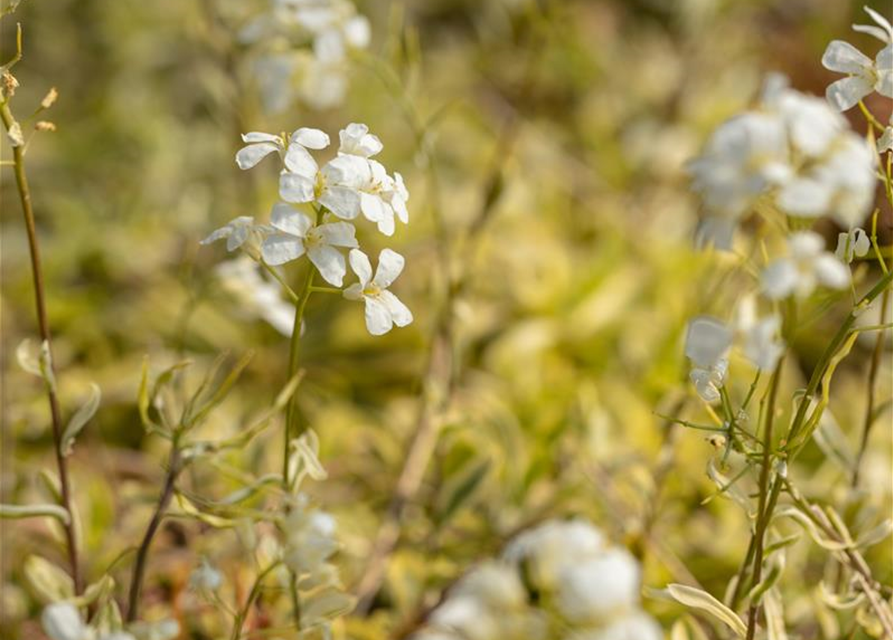 Arabis ferdinandi-coburgii 'Old Gold'