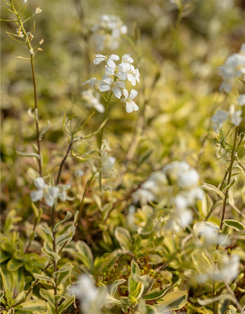 Arabis ferdinandi-coburgii 'Old Gold'