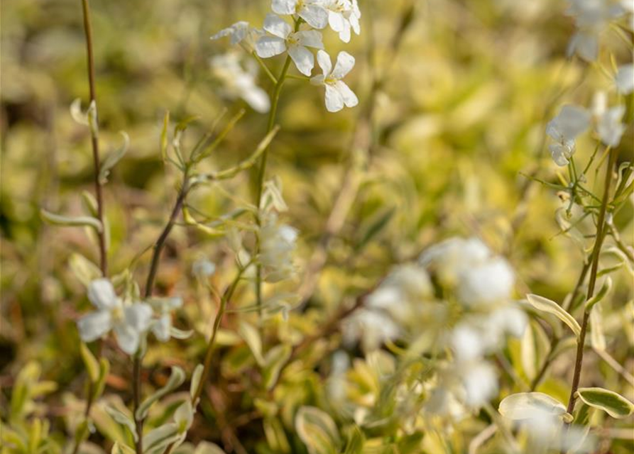 Arabis ferdinandi-coburgii 'Old Gold'