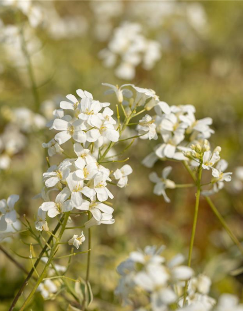 Arabis ferdinandi-coburgii 'Old Gold'