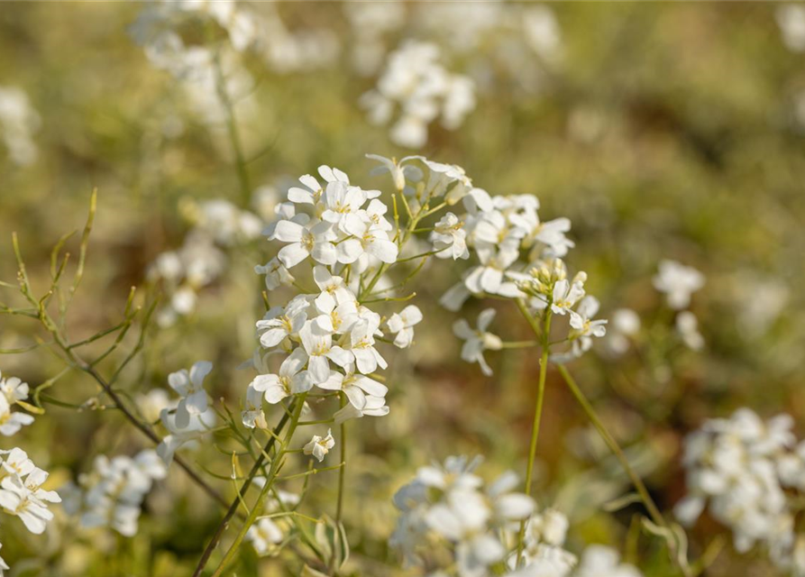 Arabis ferdinandi-coburgii 'Old Gold'