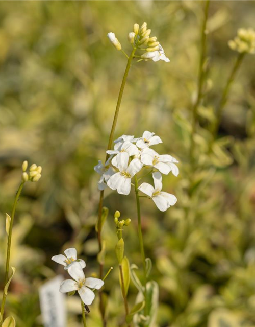 Arabis ferdinandi-coburgii 'Old Gold'