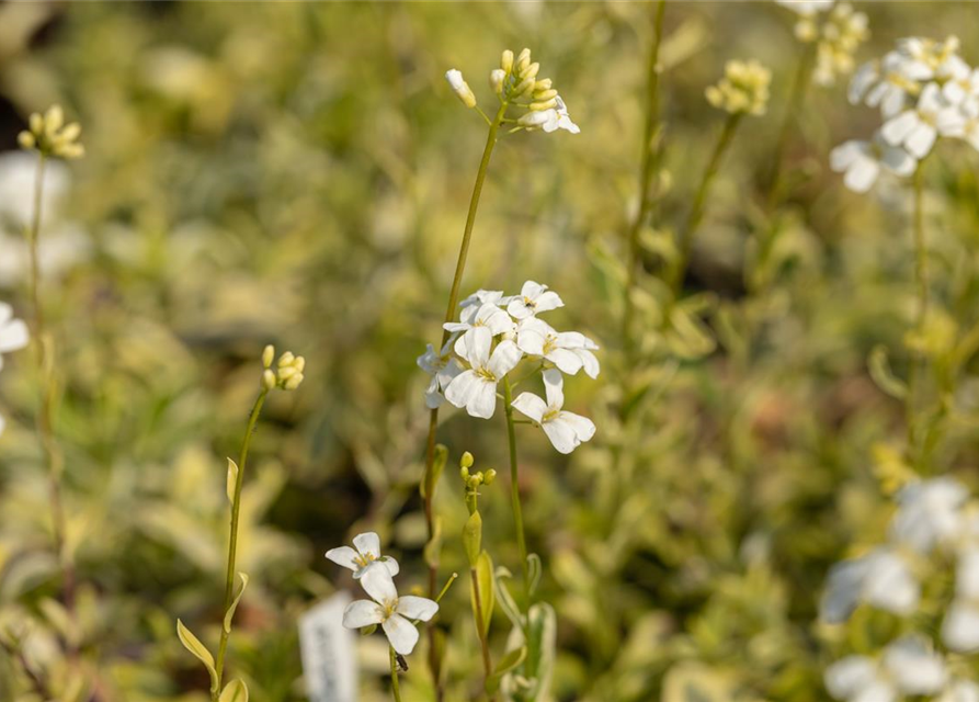 Arabis ferdinandi-coburgii 'Old Gold'