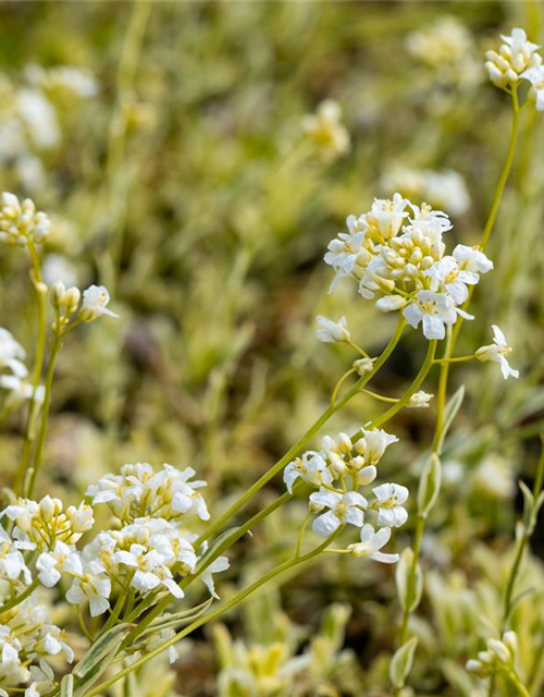 Arabis ferdinandi-coburgii 'Old Gold'