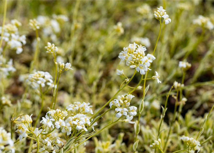 Arabis ferdinandi-coburgii 'Old Gold'