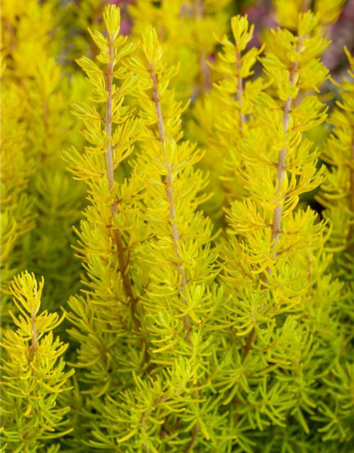 Erica arborea 'Estrella Gold'