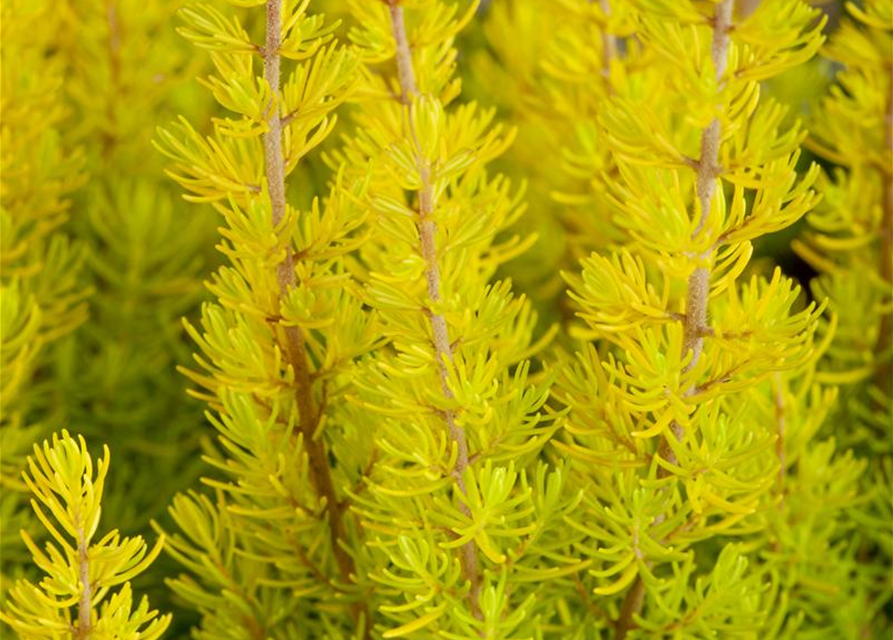 Erica arborea 'Estrella Gold'