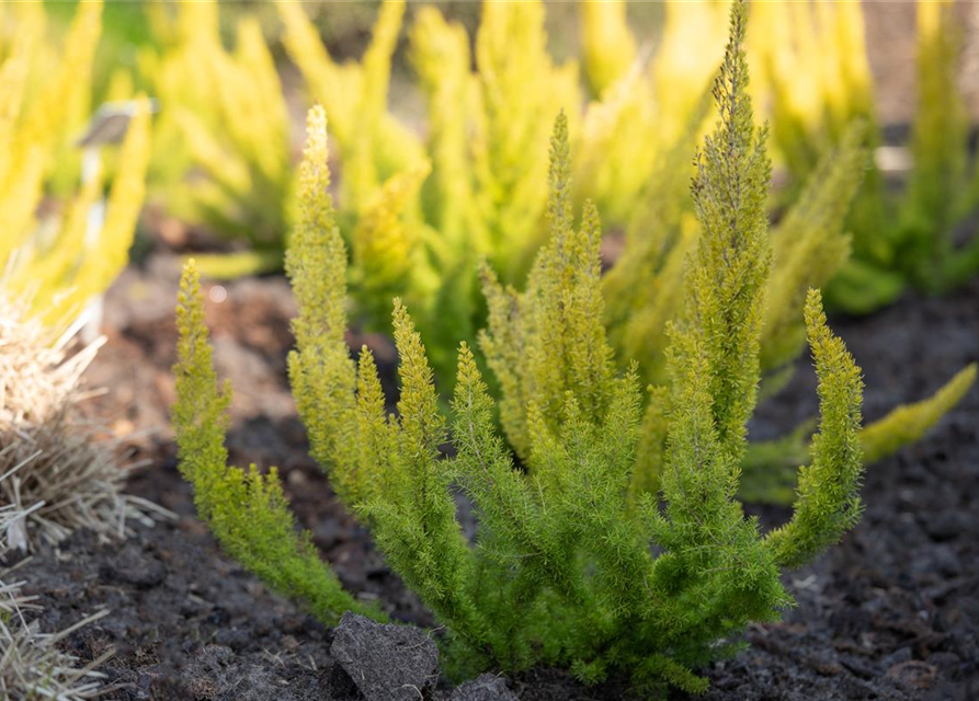 Erica arborea 'Albert's Gold'