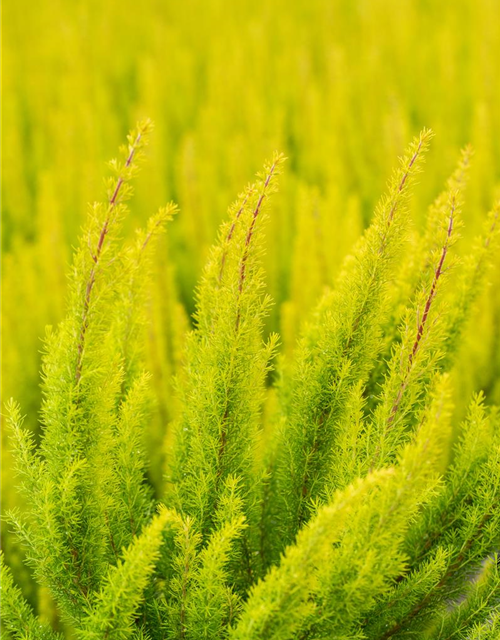 Erica arborea 'Albert's Gold'