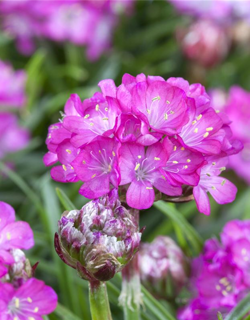 Armeria maritima 'Splendens'