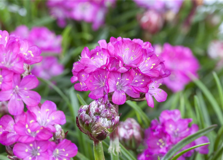 Armeria maritima 'Splendens'