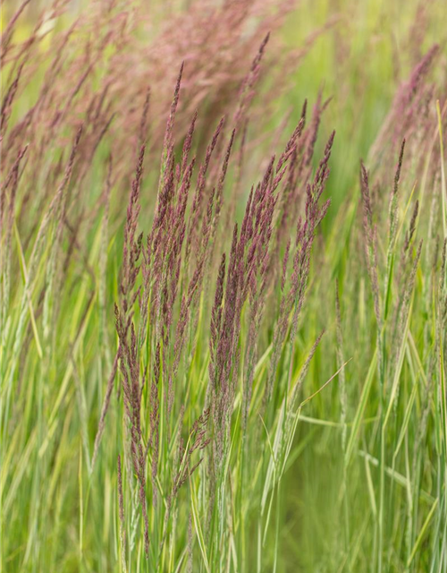 Calamagrostis x acutiflora 'Overdam'