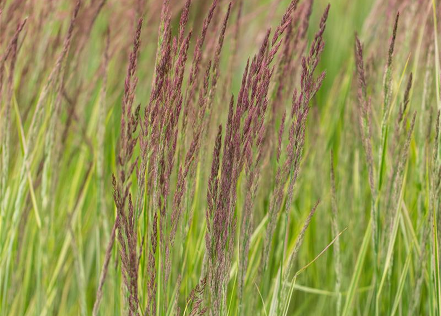 Calamagrostis x acutiflora 'Overdam'