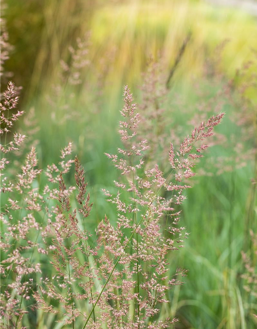 Calamagrostis x acutiflora 'Overdam'