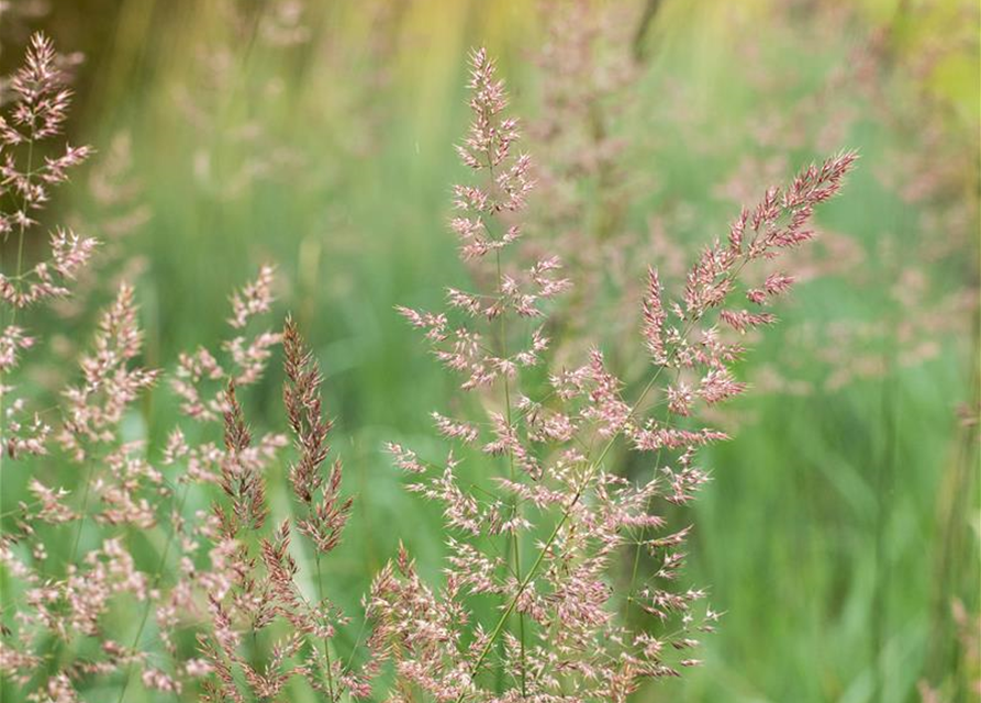 Calamagrostis x acutiflora 'Overdam'