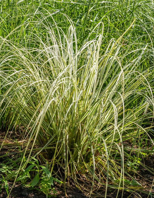 Calamagrostis x acutiflora 'Overdam'