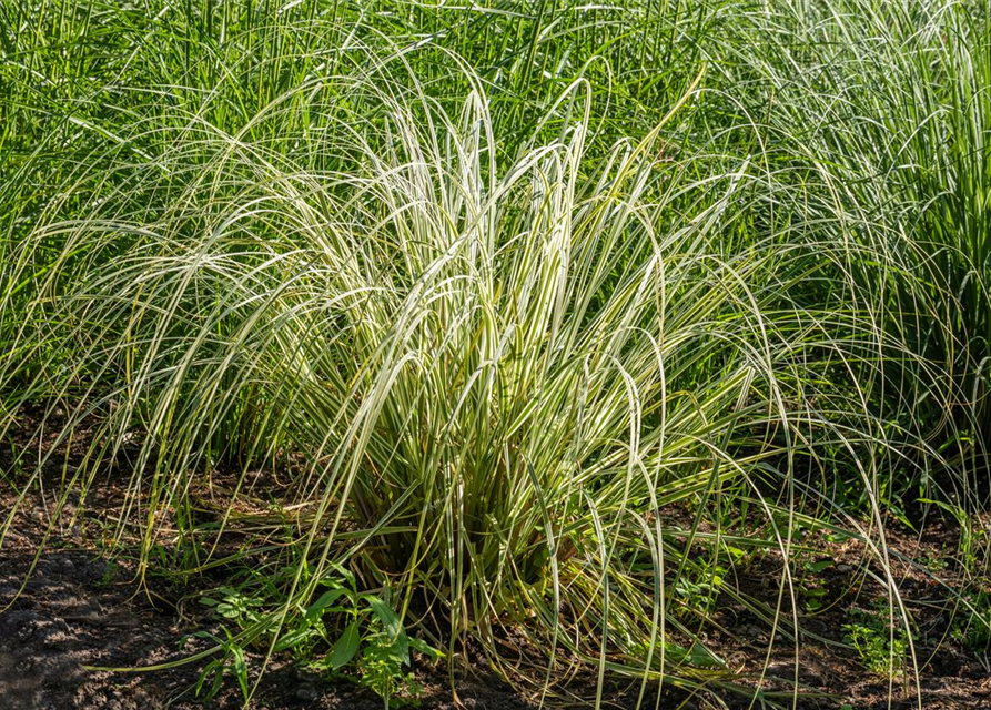 Calamagrostis x acutiflora 'Overdam'