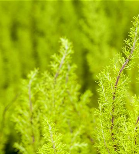 Erica arborea 'Estrella Gold'