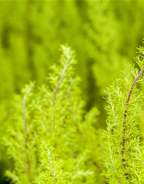 Erica arborea 'Estrella Gold'