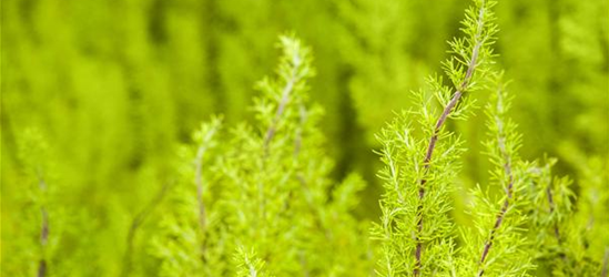 Erica arborea 'Estrella Gold'