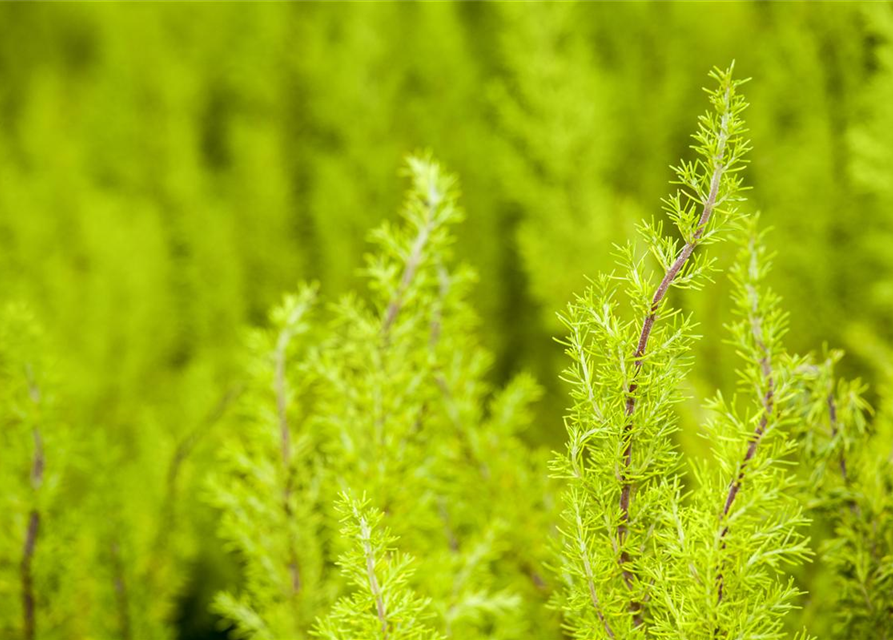 Erica arborea 'Estrella Gold'