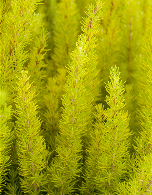 Erica arborea 'Estrella Gold'