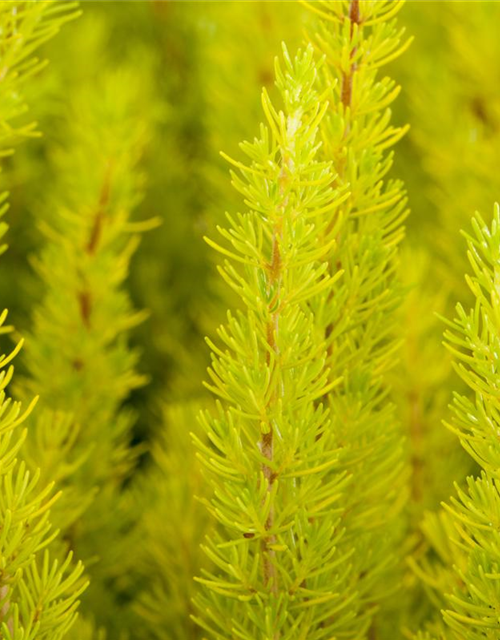 Erica arborea 'Estrella Gold'