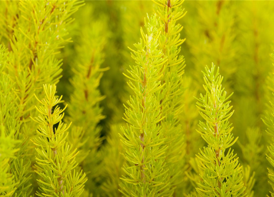 Erica arborea 'Estrella Gold'