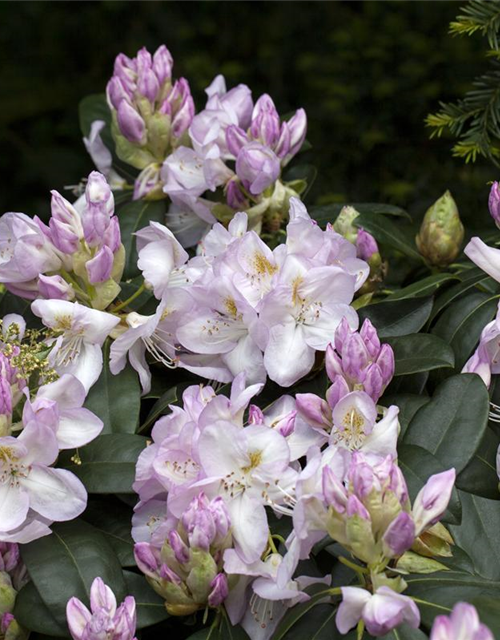 Rhododendron-Hybride 'Gomer Waterer'