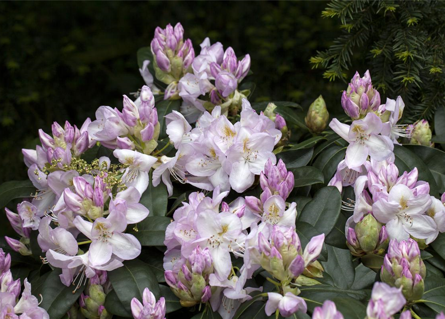 Rhododendron-Hybride 'Gomer Waterer'