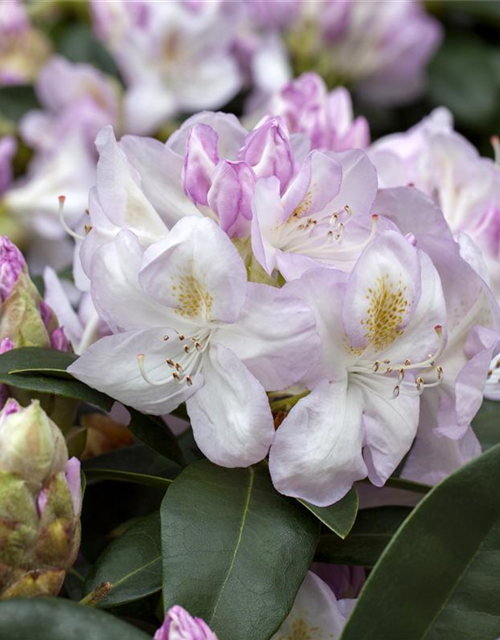 Rhododendron-Hybride 'Gomer Waterer'