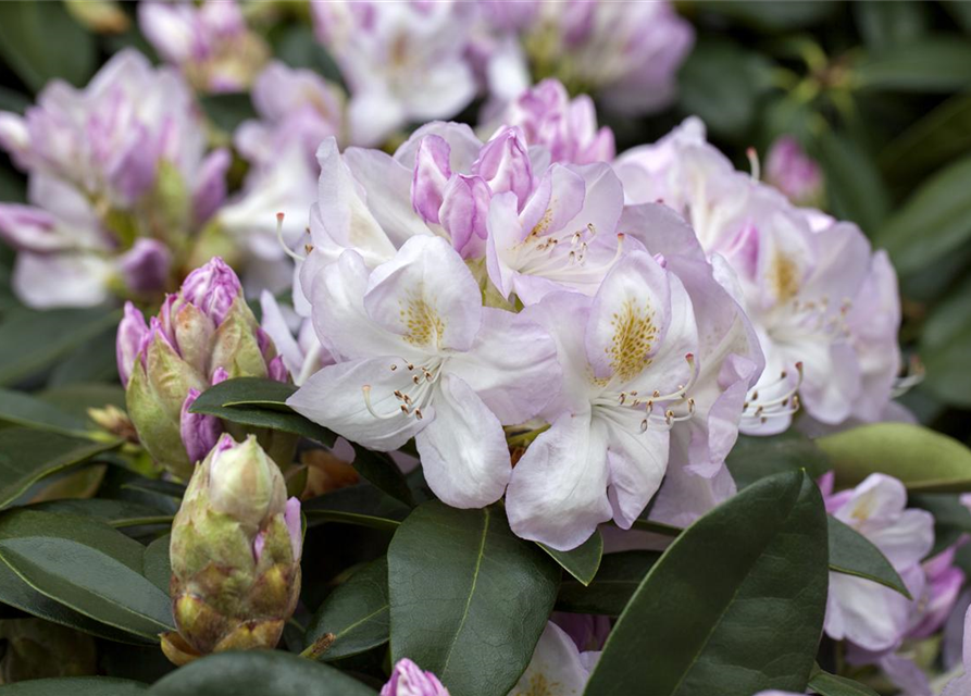 Rhododendron-Hybride 'Gomer Waterer'