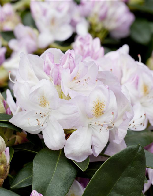 Rhododendron-Hybride 'Gomer Waterer'