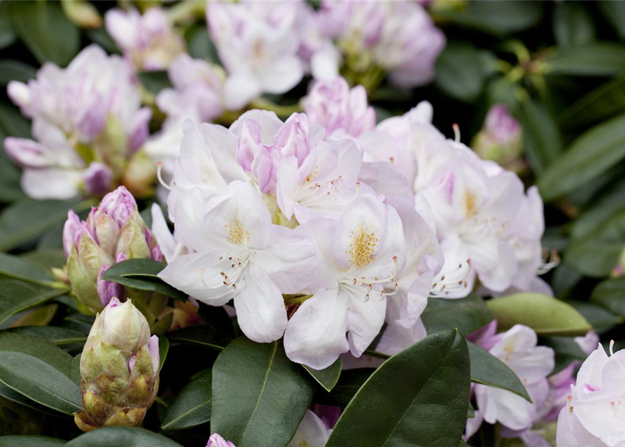 Rhododendron-Hybride 'Gomer Waterer'