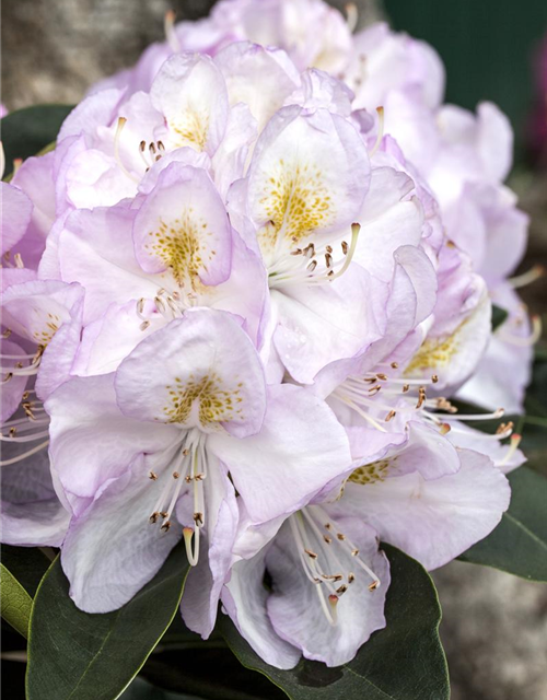 Rhododendron-Hybride 'Gomer Waterer'