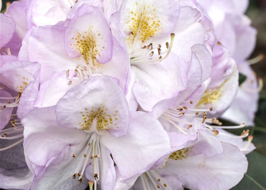 Rhododendron-Hybride 'Gomer Waterer'