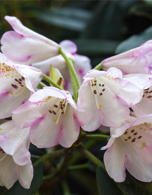 Rhododendron-Hybride 'Gomer Waterer'